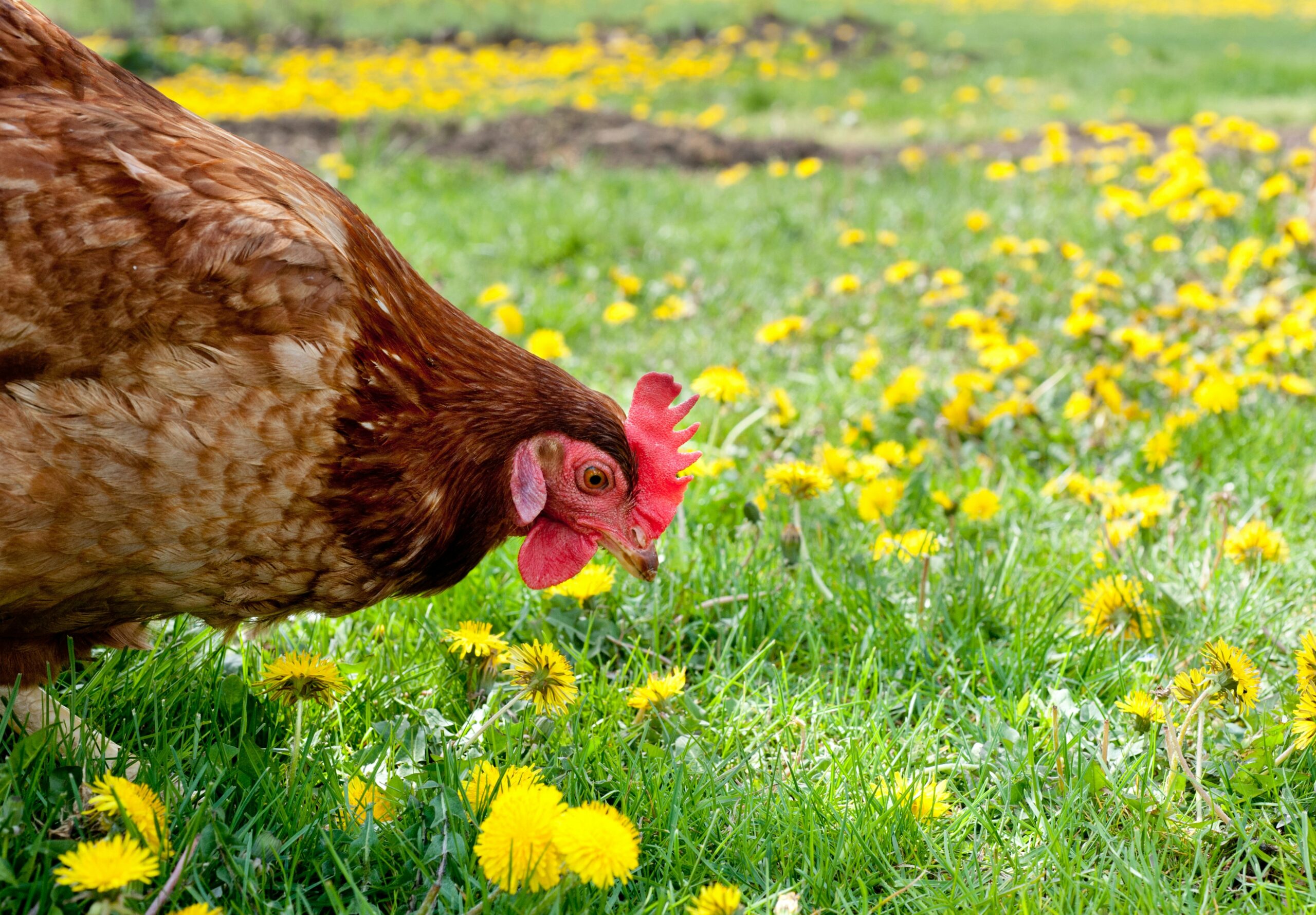 Chicken in a weed covered field