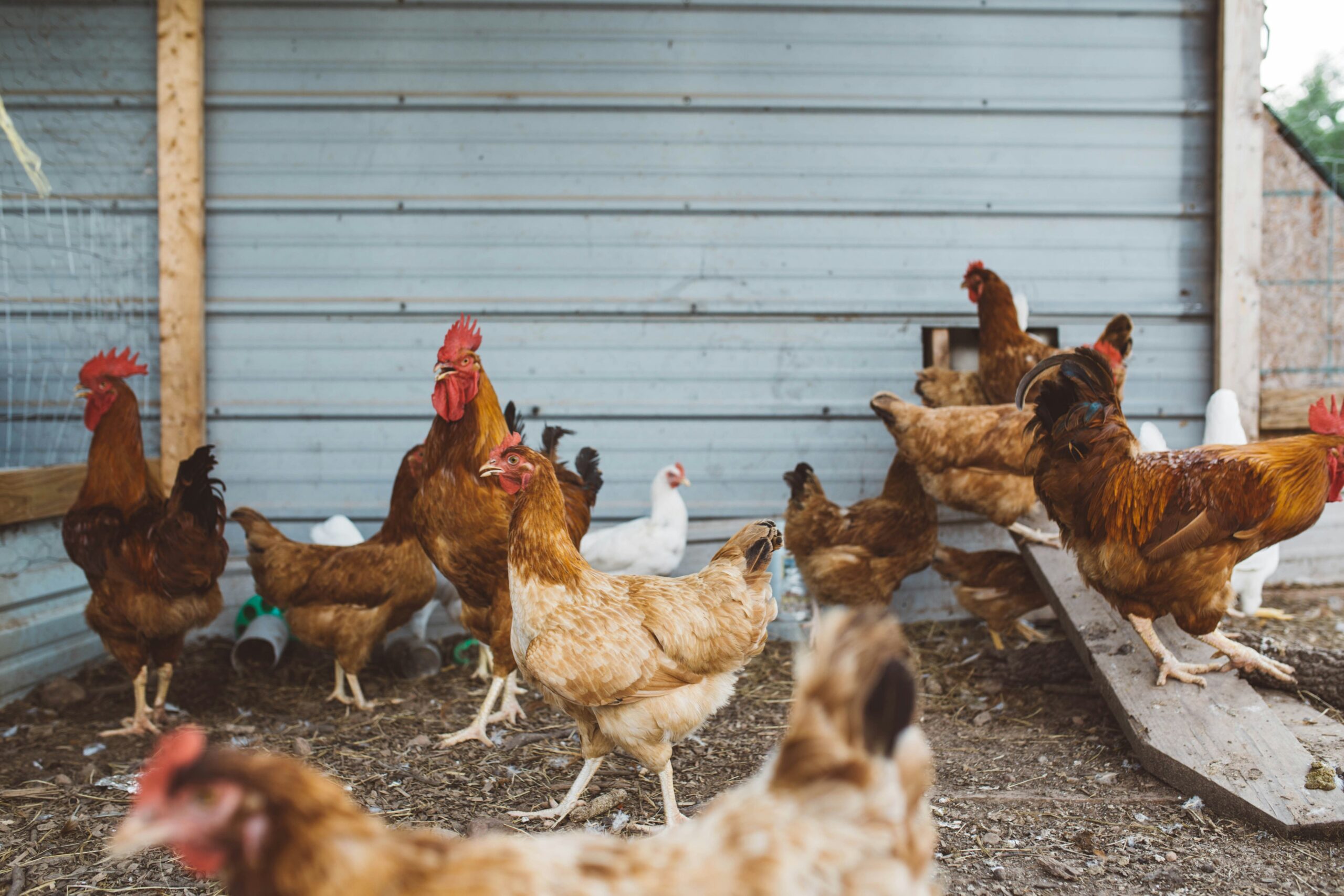 Chickens in a pen