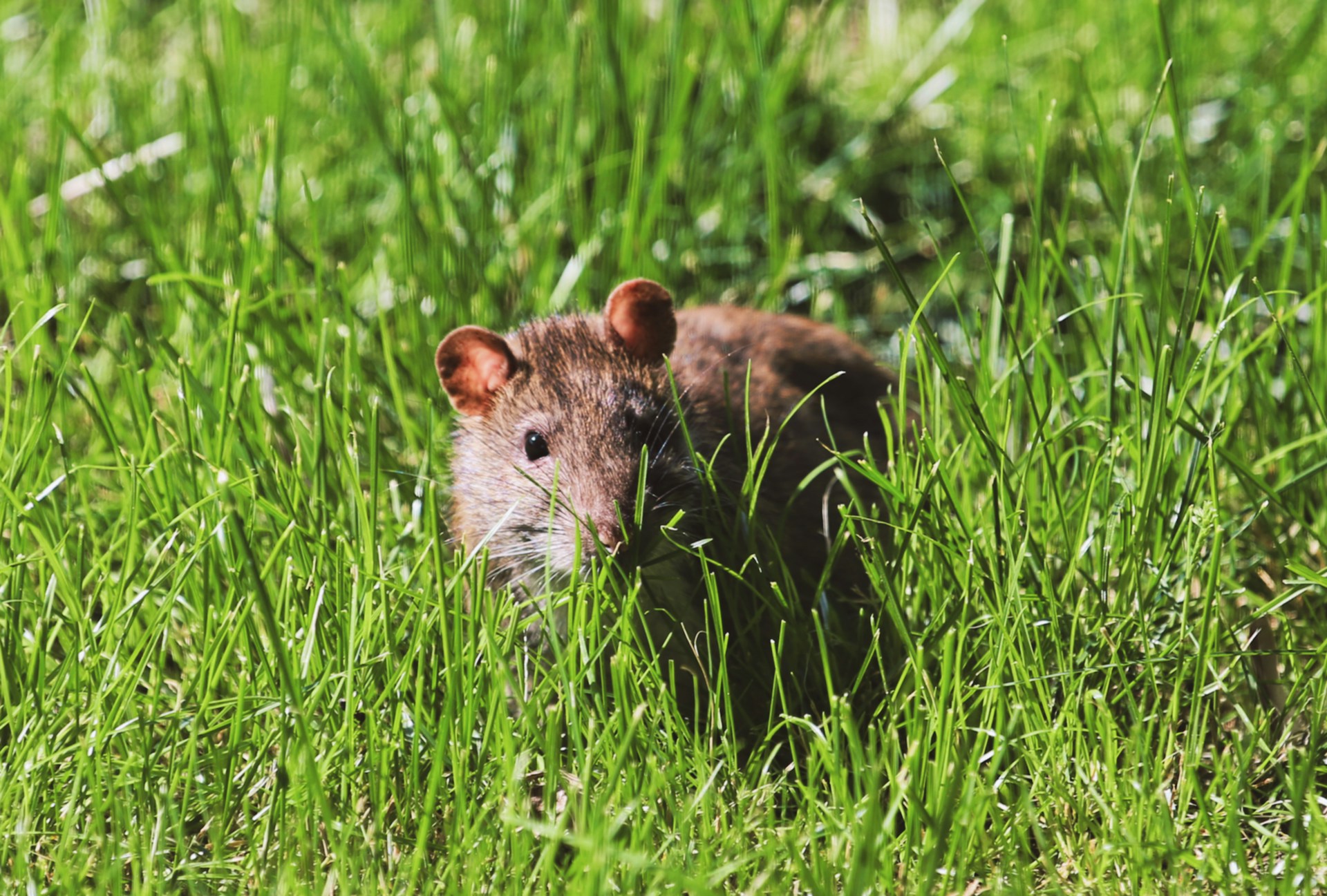 Rat in the grass