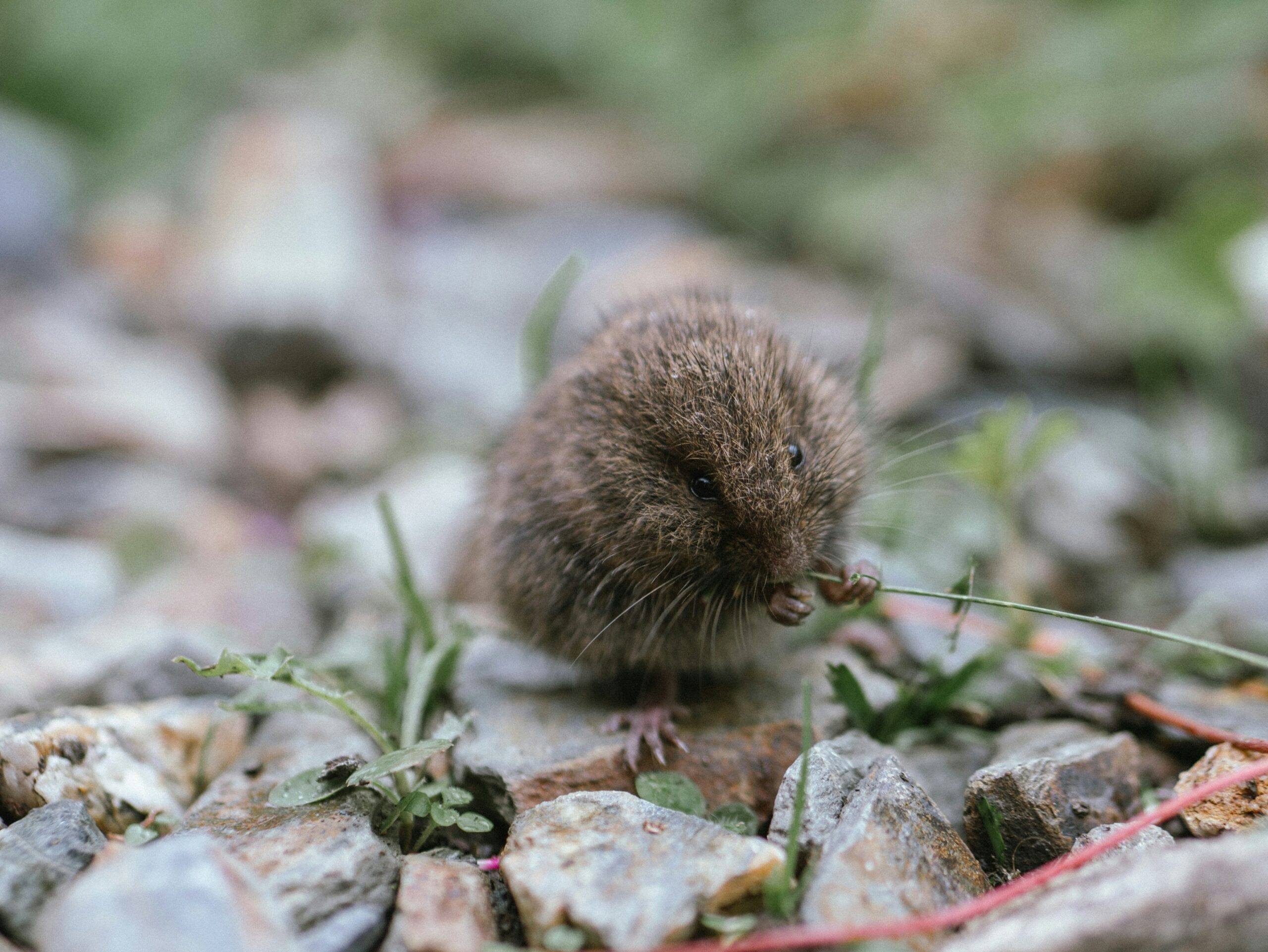 Shrew on gravel eating stem