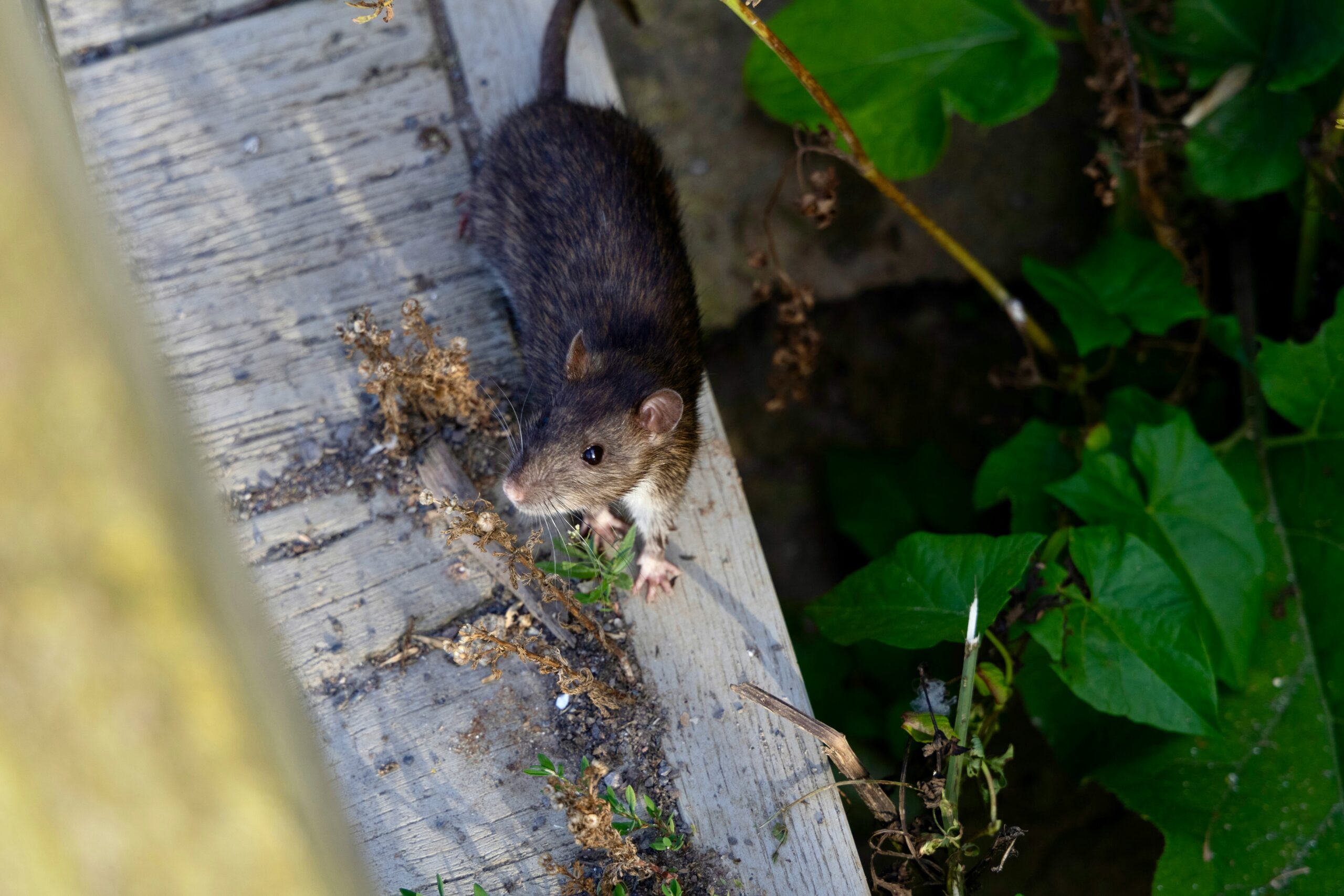 Rat running along tree trunk