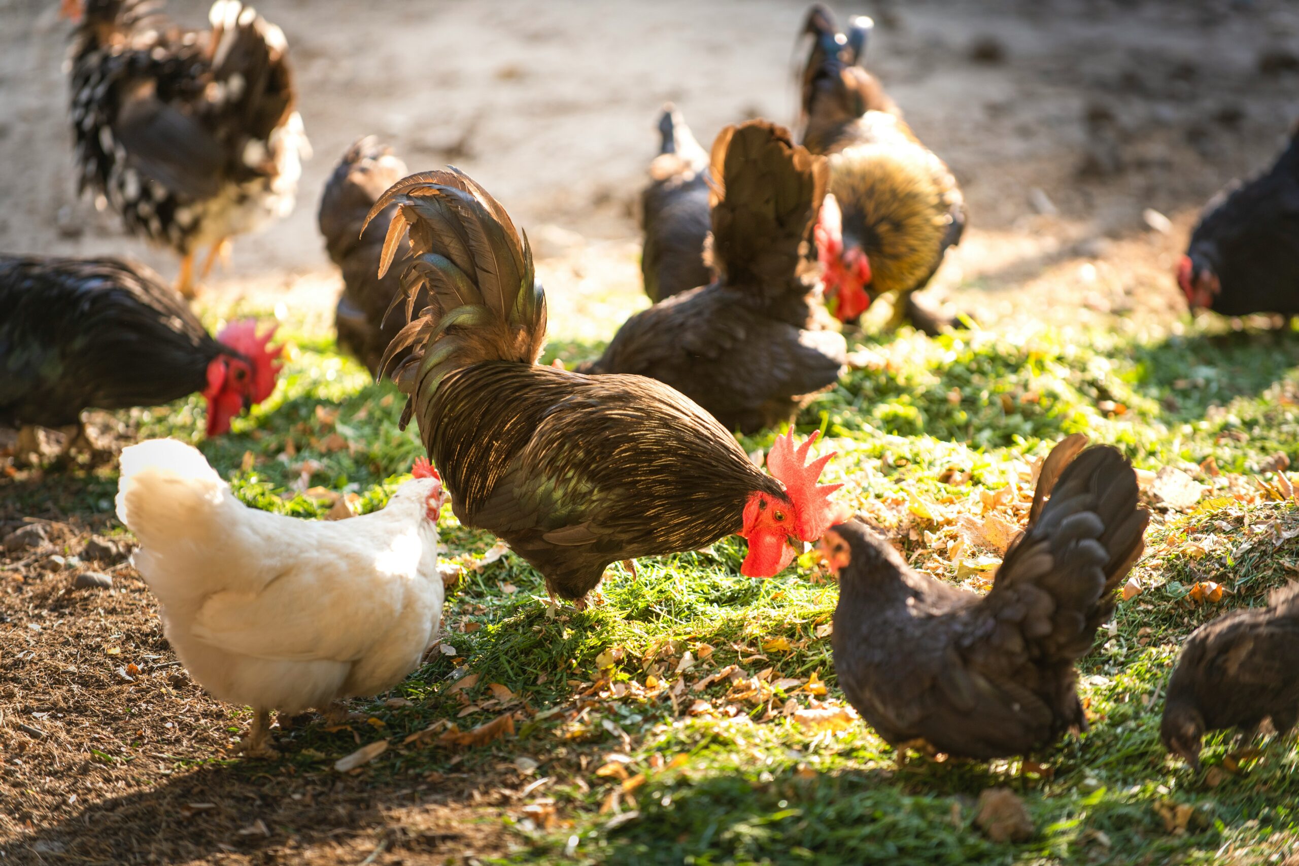 Flock of chickens in grass