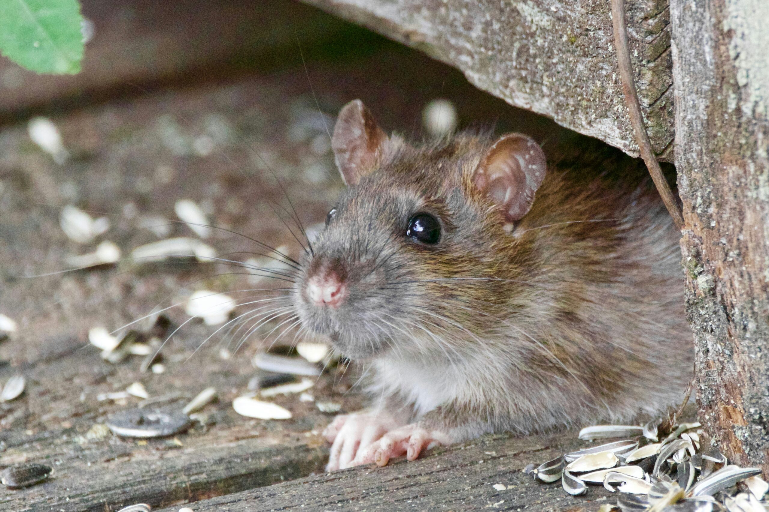 Rat crawling from under fence